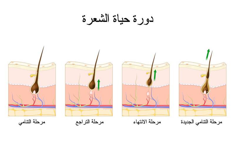 المراحل الثلاث في دورة حياة الشعرة